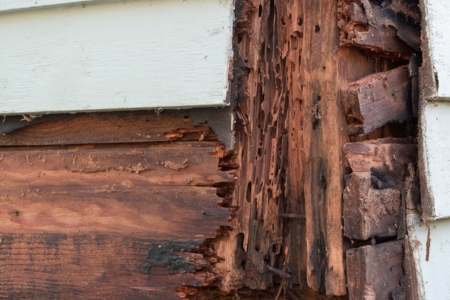 Rot & Termite Damage Repair, Uptown